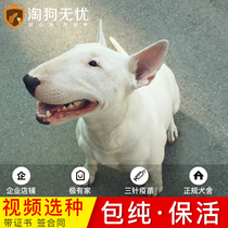 Amoy Dog Worry-free house Bull terrier dog Purebred dog Pet dog Live bull terrier puppy live male and female