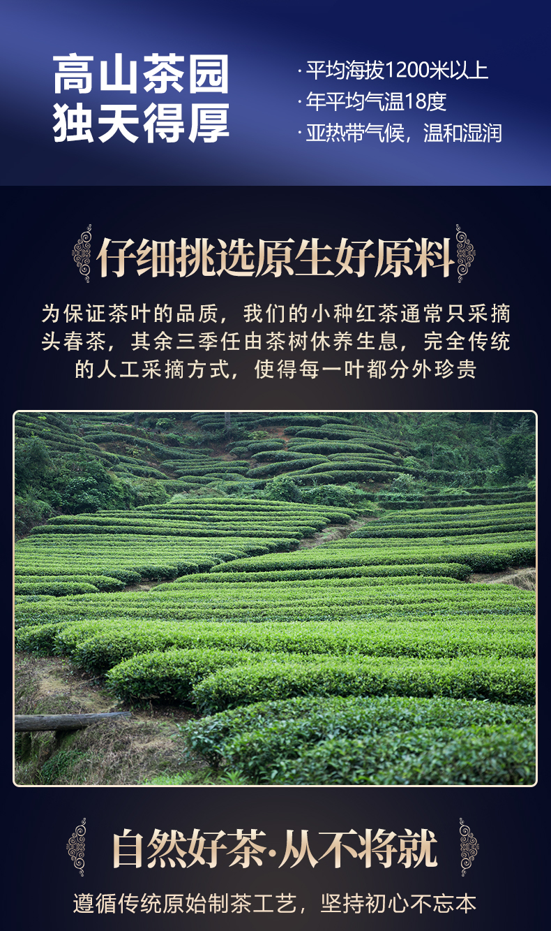 正山小种_07.jpg