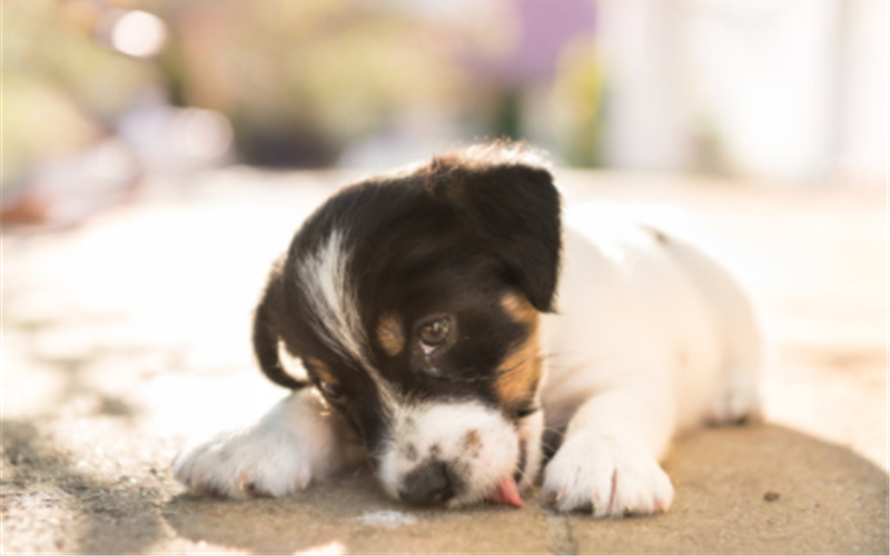 狗狗嘔吐怎麼辦 這四種情況要分明 淘寶海外