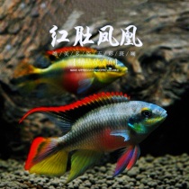 West African red belly Phoenix fish tropical fresh water small ornamental fish cheeks red packets live easy to raise colorful and beautiful short snapper