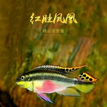 West African red belly Phoenix fish tropical fresh water small ornamental fish cheeks red packets live easy to raise colorful and beautiful short snapper