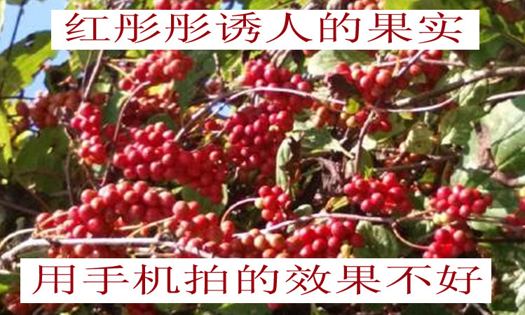 TIMG (28) _d Копия 1.JPG