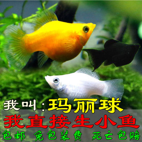 新手鱼胎生鱼玛丽鱼孔雀鱼米奇鱼月光鱼除油膜鱼观赏鱼活体鱼包邮