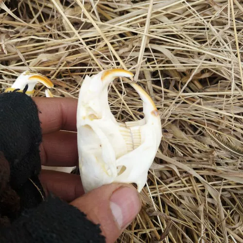 Образец животных мыши, чтобы сделать череп костных растений, мыши, мыши, бамбуковая крыса Домашняя ювелирные изделия Бесплатная доставка настоящая кость