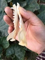 Неполный лисьий подбородок — 15,9 юаня.