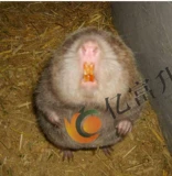 Образец животных мыши, чтобы сделать череп костных растений, мыши, мыши, бамбуковая крыса Домашняя ювелирные изделия Бесплатная доставка настоящая кость