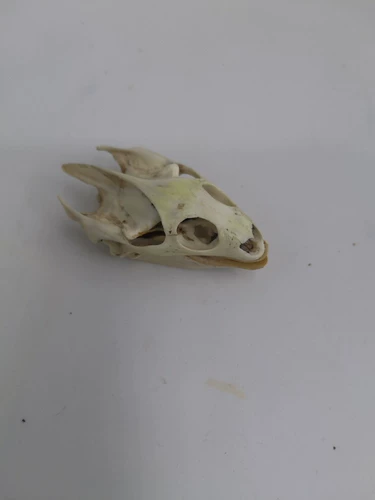 1 кусок крафтов черепа, образовательный образец животных Kittos Craftsmanship