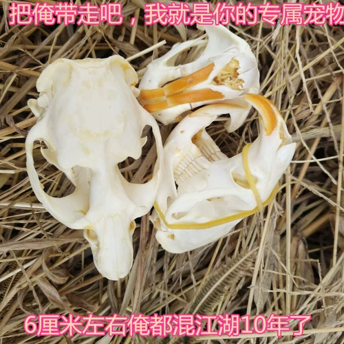 Образец животных мыши, чтобы сделать череп костных растений, мыши, мыши, бамбуковая крыса Домашняя ювелирные изделия Бесплатная доставка настоящая кость