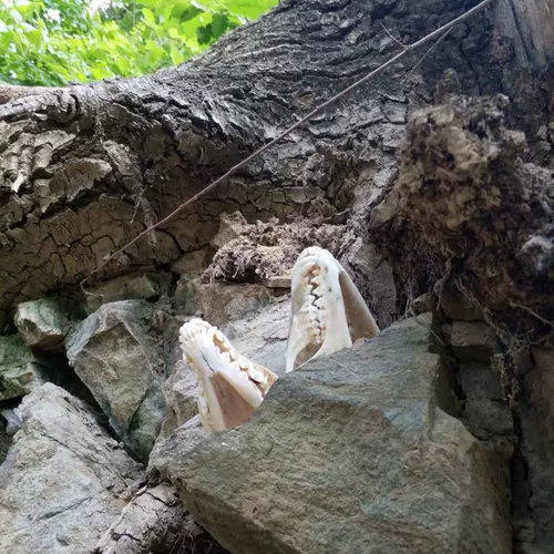 Образец, игрушка, аквариум, скелет, креативный аксессуар, «сделай сам»