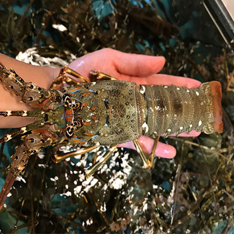 进口野生鲜活小青龙虾青龙仔青龙虾大龙虾澳洲龙虾单只6两左右