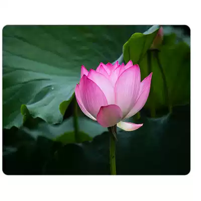 Flower and tree mouse pad Lotus Lotus Lotus Lotus figure DIY mouse pad specification 20*26*0 5 thick pad