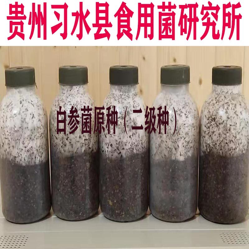 白参菌菌种全解析:从试管种到裂褶菌种子的奇幻之旅!-食用菌菌种-淘宝百科网