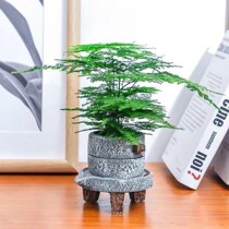 Wenzhu (buy a pot and get a pot)package live well to raise radiation-proof rich tree green dill indoor green plant flower potted plant