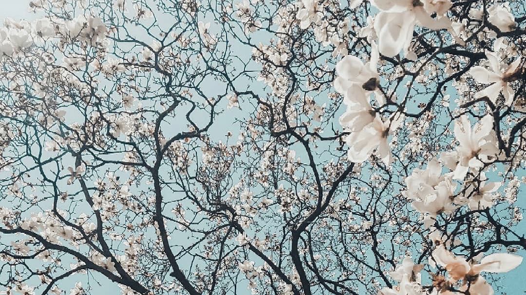 Zhang Yunlei với gỗ bưởi và chuông gió xanh bergamot lê và nước hoa hồng đỏ lan Nam Phi - Nước hoa nước hoa kenzo