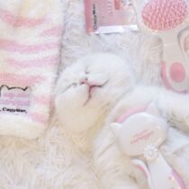 Japan Doge Diffuse Shells Comb Bent Corner Combed Wool Gloves Pet Cat Long Hairy Open Junction Comb Air Cushion Massage Needle Comb