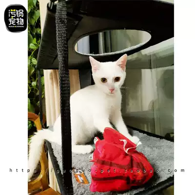 美国k H猫咪吊床窗台窝kh猫吊床玻璃吸盘晒太阳透气猫窝