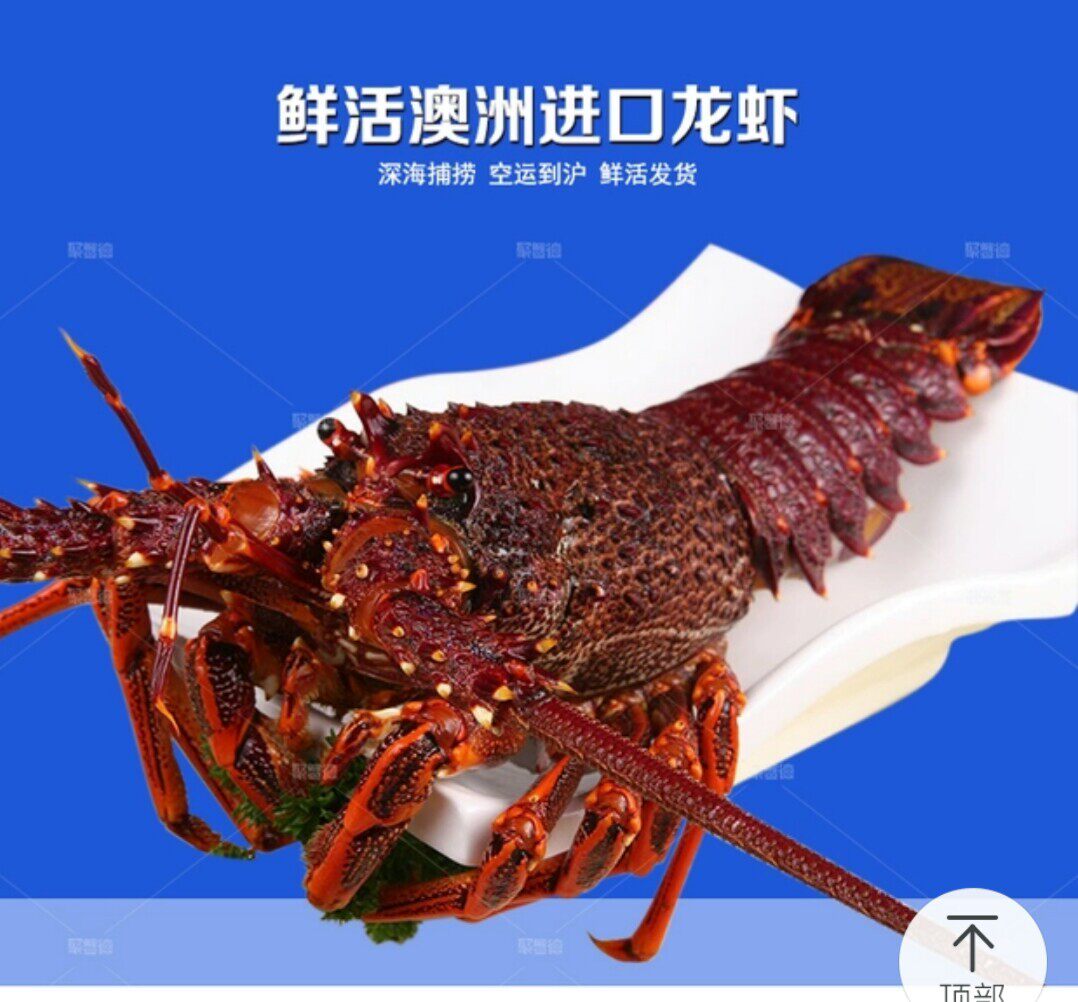 澳洲大龙虾,鲜活每只800克左右780元一只北京市内包活