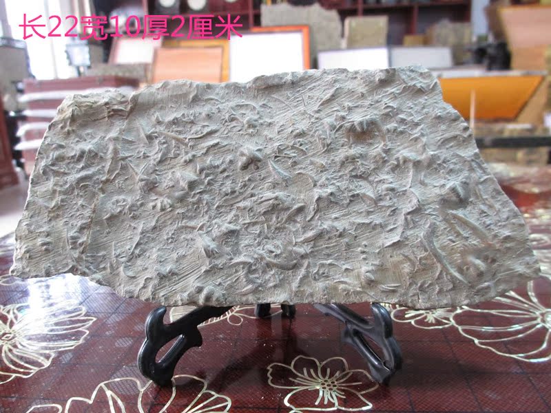 Sightseeing stone trilobite paleontological fossil stone gift collection specimen Laiwu swallow stone ornaments