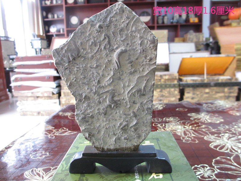 Swallow Stone Paleontological Fossil Craft Gift Fossil Gift Collection Specimen Trilobite Home Decoration