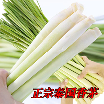 Freshly picked authentic Thai fresh lemongrass Tom Yum soup Thai cuisine milk tea shop ingredients spice lemongrass
