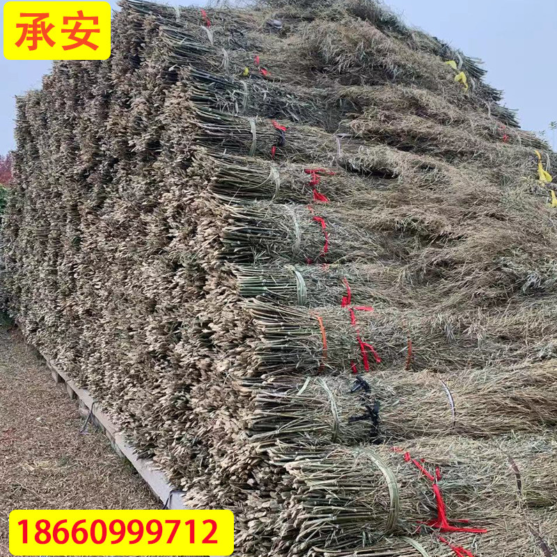 Yimeng Mountain Cheng'an Bamboo Seedlings Bamboo Strips Bamboo Bundling