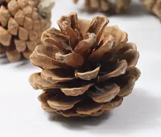 Pine fruit plant dry flower photo props home decoration dry pine cone bean stone explosion display certificate damage