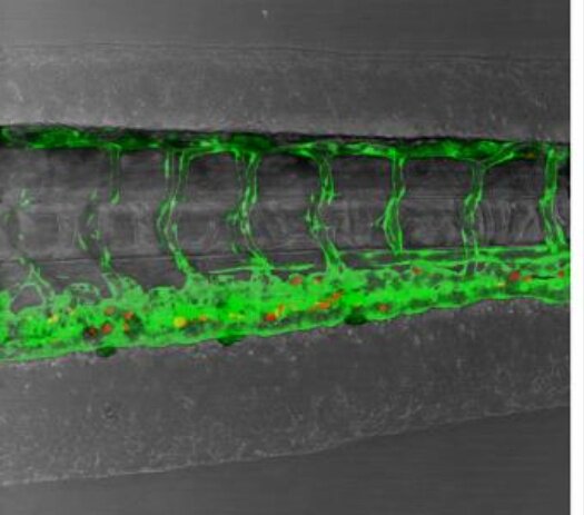 斑马鱼肿瘤细胞注射服务生物实验外包指导代做 试验整体课题