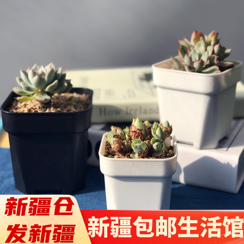 Xinjiang multi-meat flower pot large black square flower pot thickened square basin multi-meat flower pot plastic black square basin
