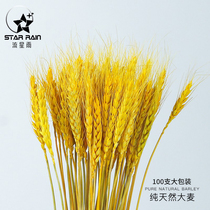 Natural Gold Wheat Ears Dry Flower Barley Flower Bouquet Open Flower Basket Material Living Room Idylgarland Decorative Pendulum to shoot props