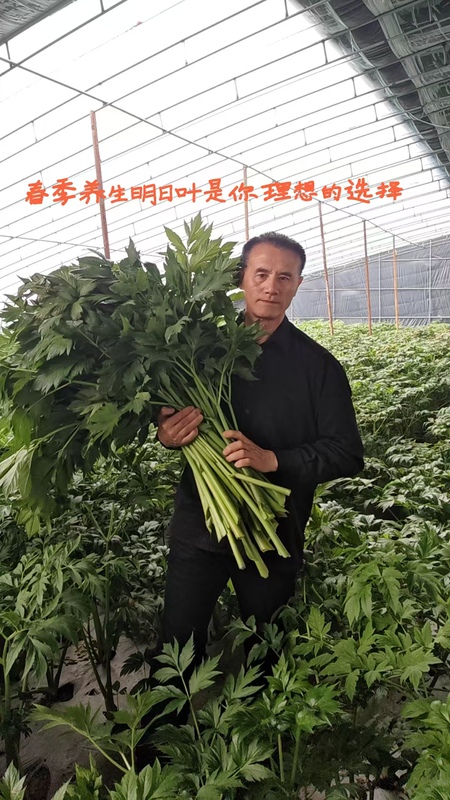 Authentic Tomorrow Leaf Core Production Area, Direct Delivery from the Place of Origin, 0.5kg , Buy 1.0kg Discount