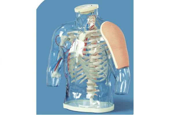 高级上臂肌肉注射及对比模型（带检测警示系统）H30