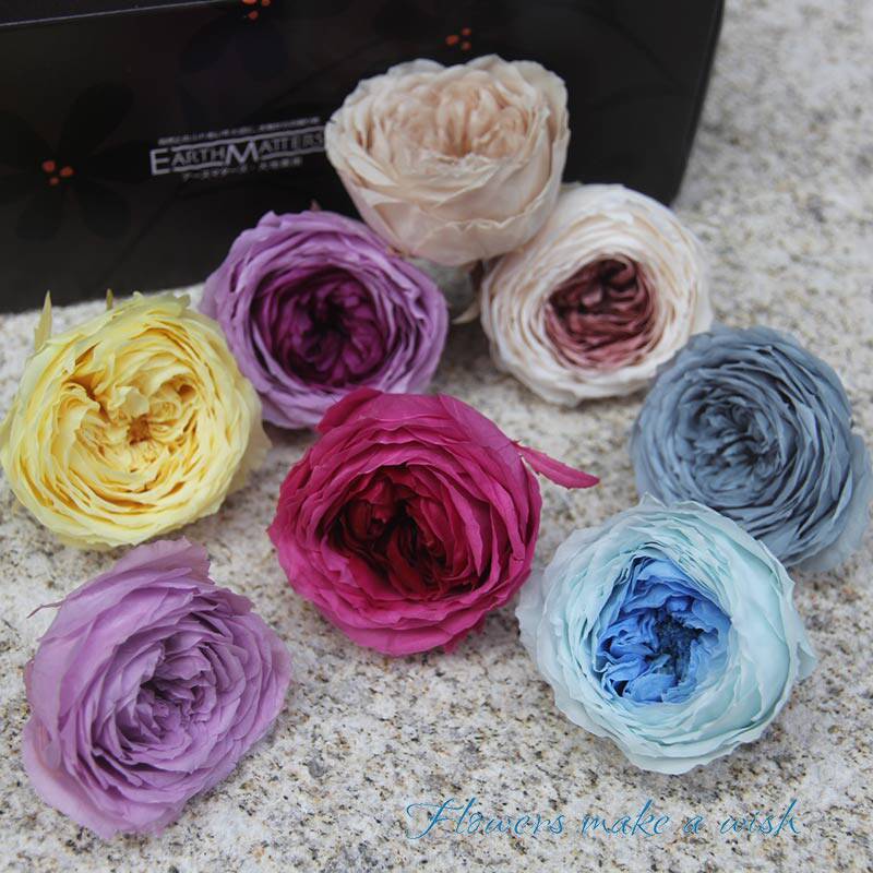 Japanese Earth Farmyard Evergreen Flowers Rose Austin New Breed New Color Diy Preservation Flower Gift Box Main Flowers