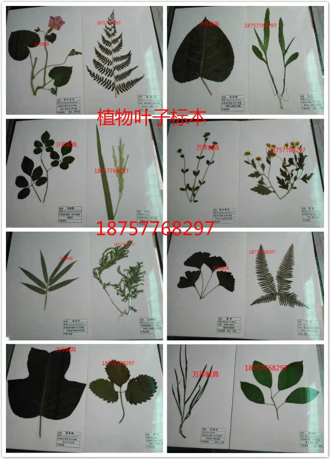 Plant leaf specimens Primary and secondary preschool science teaching instruments Kindergarten teaching Plant specimens