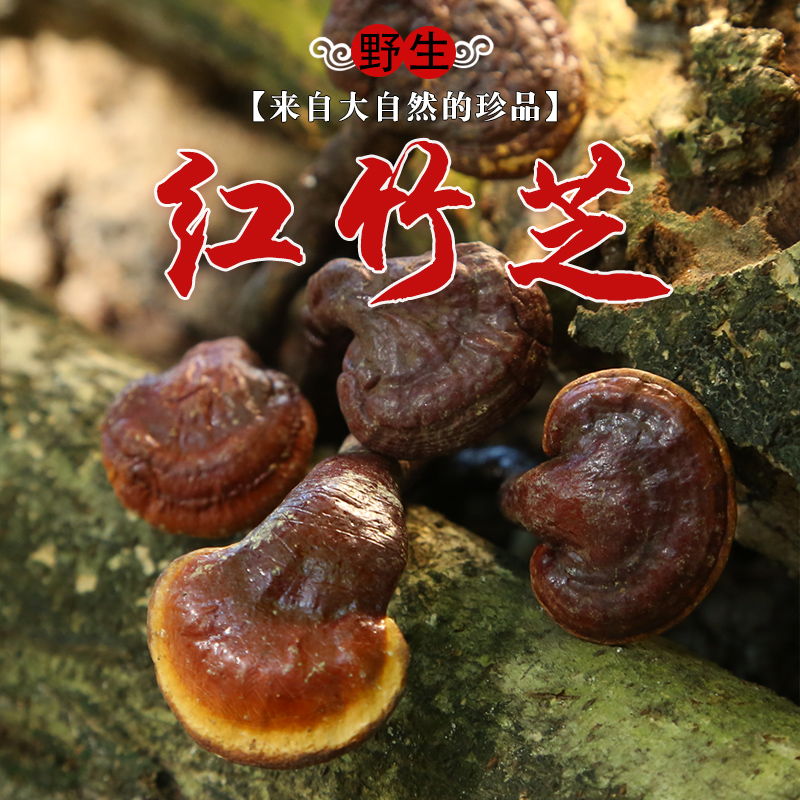 Hainan Deep Mountain Wild Red Bamboo Ganoderma Lucidum 50g