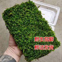 天然野生苔藓鲜活微景观盆景专用植物造景草皮短绒鱼缸蒲面青苔