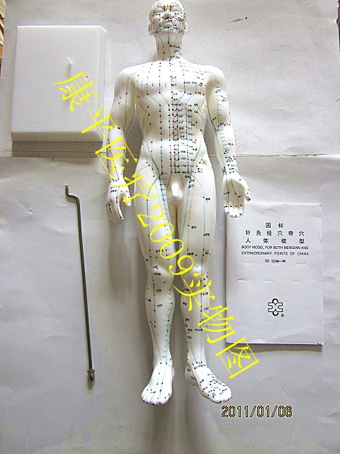 上海新城人体针灸模型 针灸穴位模型 人体模型男50cm