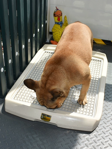 Туалет для любимой собаки, плоская моча, табуретка, гранул, Корки Тедди собака ящики для туалета ящики щенка дерьмо