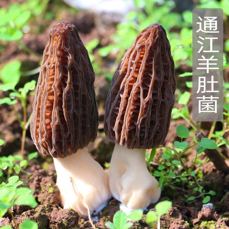 2022 Shintong Jiang special head stubble stomach mushroom mushroom mushroom is not fresh