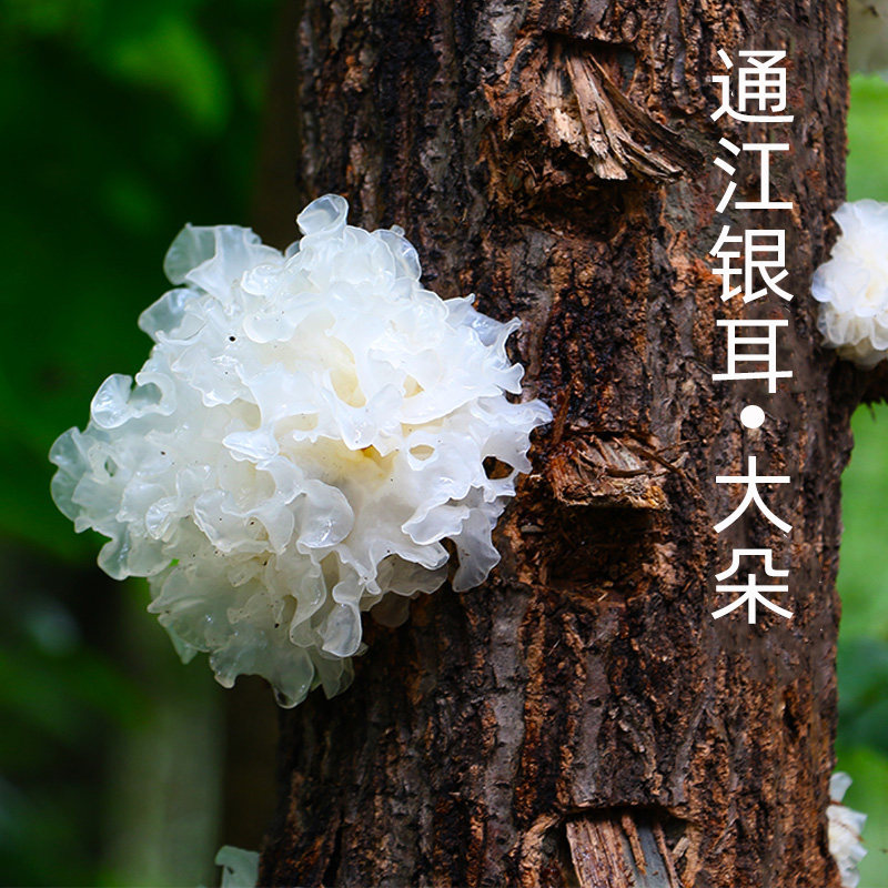 Basswood Wild Tongjiang Tremella Dry Goods Chenhe Snow Fungus White Fungus Pregnant Women Sulphur-Free Non-Material Herb Selection Large 500g