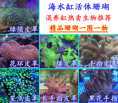 热卖活体海水鱼高脚绿须花环星点黑花长手指皮革珊瑚榔头火柴头