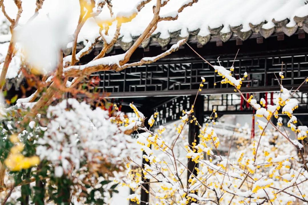 喜提2020第一场雪!雪后的江南美爆了64