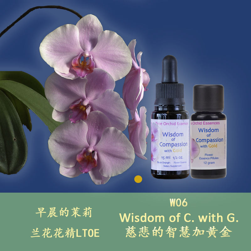 W06 Merciful Wisdom plus Gold accepts its own pain of British Orchid Semen Particles