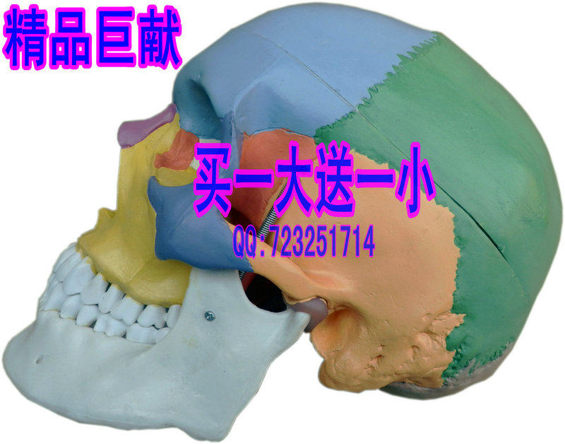 Buy a giver a high simulation skull model skull partition model Colour skull model skull model skull model