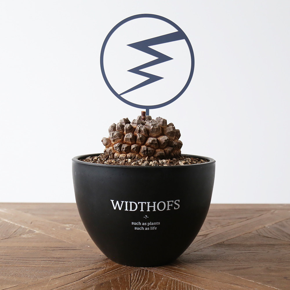 Climbing rattan stand tortoise dragon size flower stand original trend anti-war lightning wos plant aesthetic stand