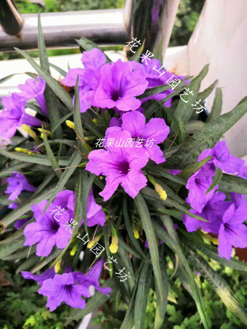 矮生紫色翠芦莉蓝花草蓝花莉宿根 多年生丰花花卉盆栽花期4 11月