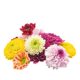 Fresh Colorful Chrysanthemums, 20 Mini Daisies, Button Chrysanthemums, Hotel Dining and Western Food Plating Decoration, Floral Embellishments
