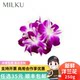 Fresh Orchids, 250g, Loose-Packed, for Plate Decoration, Flowers for Hot Pot Garnish