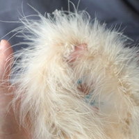 Mica Color Long Velvet зашифрованный волосы 2 метра