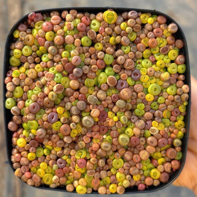 Целая коробка нарезанных пирожных, мясистые разноцветные мясные рожки, большие, очень большие разноцветные полипропиленовые цветы, так много красивых цветов.