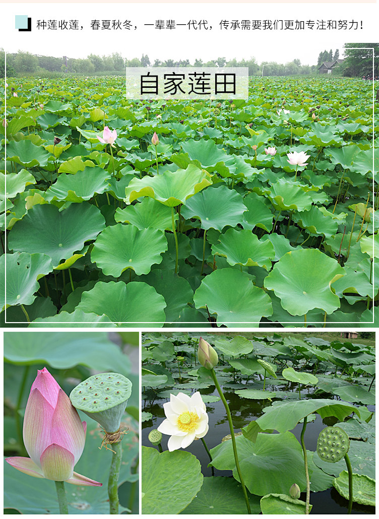 Детали ядра лотоса Lotus page_10.jpg